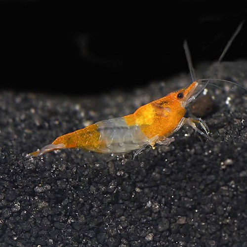 Neocaridina sp. Orange rili shrimp - Orange Rili Garnele